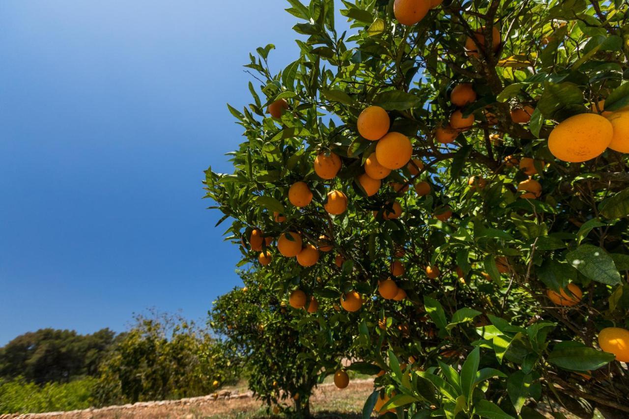 Agroturisme Can Planells Sant Miquel de Balansat Esterno foto